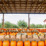 pumpkins on display at southern hill farm in central florida 