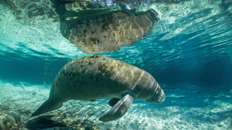 Top Places to See Manatees Near Central Florida This Winter