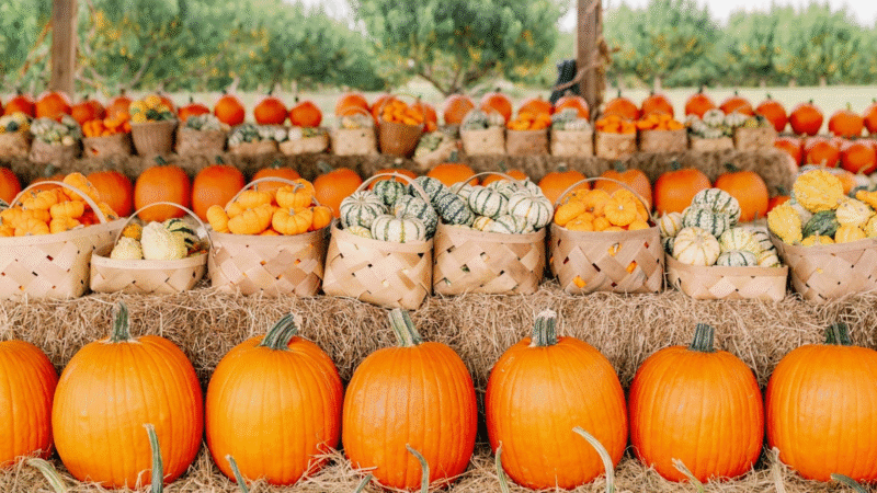 Looking For The Perfect Pumpkin?